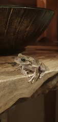 Boana platanera