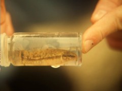 Umbra pygmaea