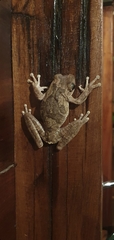 Boana platanera