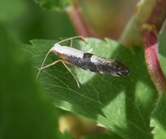 Argyresthia spinosella