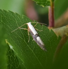 Argyresthia spinosella