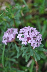 Daphne striata