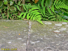 Takydromus viridipunctatus