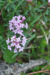 Daphne striata