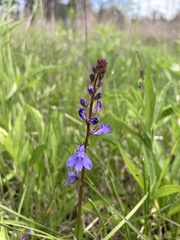 Lobelia gattingeri