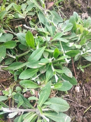 Pilosella officinarum