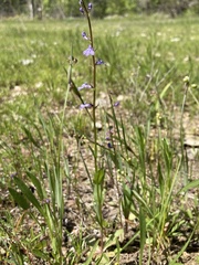 Lobelia gattingeri