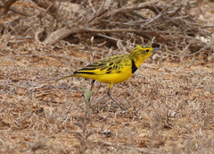 Tmetothylacus tenellus