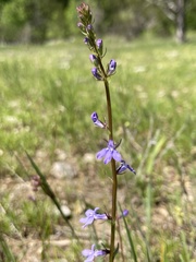 Lobelia gattingeri