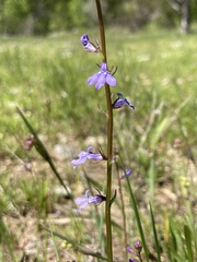 Lobelia gattingeri