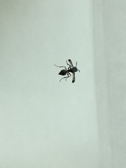 Ropalidia sumatrae