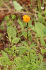 Trollius asiaticus