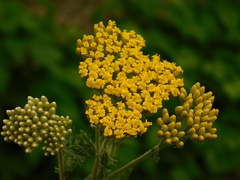 Achillea arabica