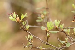 Rhododendron dauricum