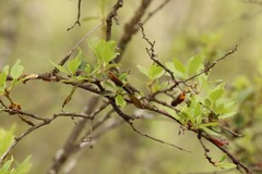 Rhododendron dauricum