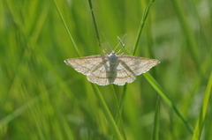 Perconia strigillaria