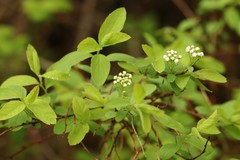 Spiraea media