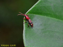 Baryrhynchus poweri