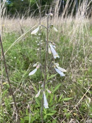 Penstemon tenuiflorus