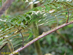 Diploderma polygonatum xanthostomum