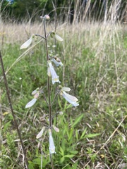 Penstemon tenuiflorus