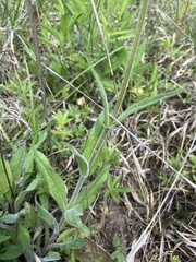 Penstemon tenuiflorus