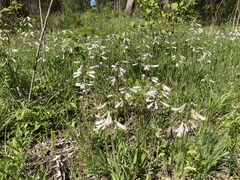 Penstemon tenuiflorus