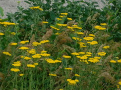 Achillea arabica