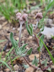 Asclepias virletii