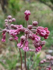 Asclepias virletii
