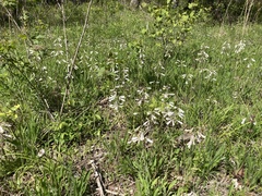 Penstemon tenuiflorus