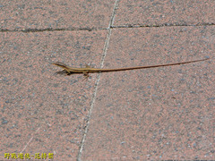 Takydromus viridipunctatus