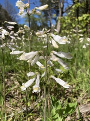 Penstemon tenuiflorus
