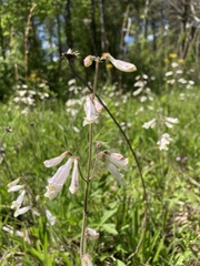 Penstemon tenuiflorus