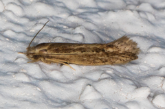 Ypsolopha sp-sw