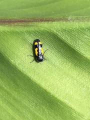Ptosima gibbicollis