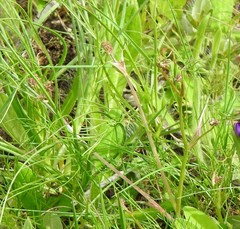 Seseli montanum