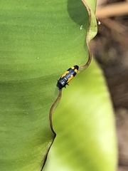 Ptosima gibbicollis