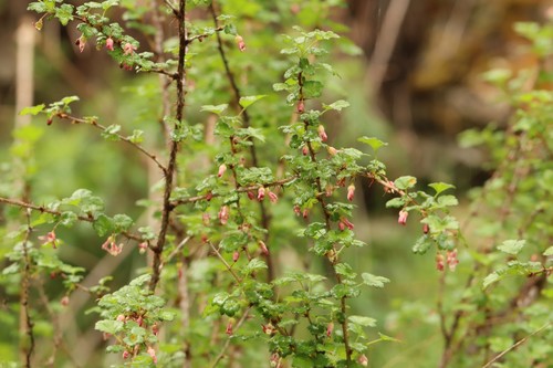 Ribes aciculare (Ribes aciculare)