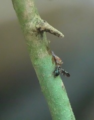Phytalmiinae