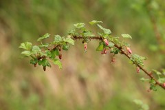 Ribes aciculare