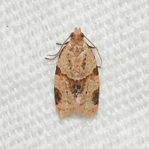Garden Tortrix