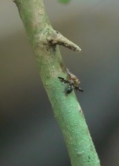 Phytalmiinae