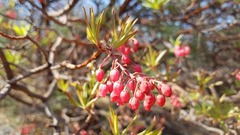 Comarostaphylis discolor