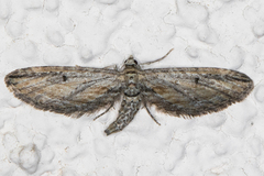Eupithecia acutipennis