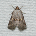 Yellow-spotted Graylet - Photo (c) Royal Tyler, some rights reserved (CC BY-NC-SA), uploaded by Royal Tyler