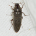 Synchroa punctata - Photo (c) Royal Tyler, some rights reserved (CC BY-NC-SA), uploaded by Royal Tyler