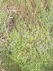 Veronica officinalis