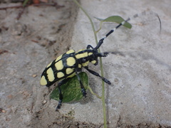 Anoplophora horsfieldii
