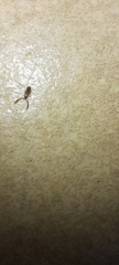 Cheliferidae